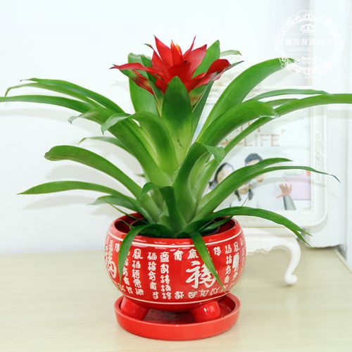 定制带盆栽好花卉小红星常青水培植物盆栽大凤梨 红福陶瓷盆 鸿运当头