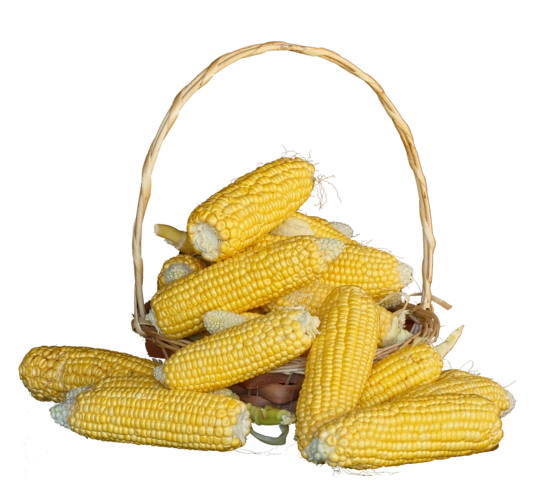 篮子里的农作物晒干玉米图片