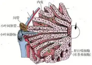 观察如下图片肝小叶模式图其中箭头所示处的结构名称是
