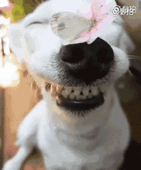 200_241gif 动态图 动图