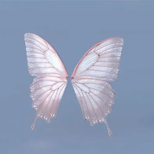 仙女或蝴蝶翼套装b.3d模型