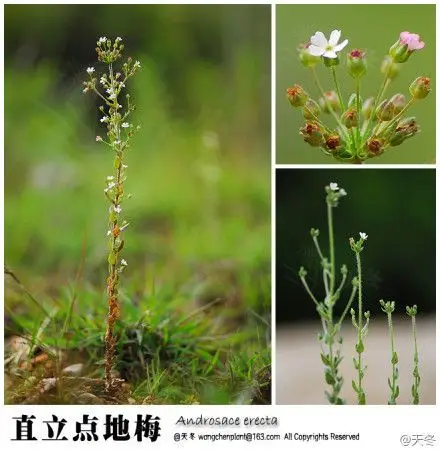 androsace erecta 直立点地梅