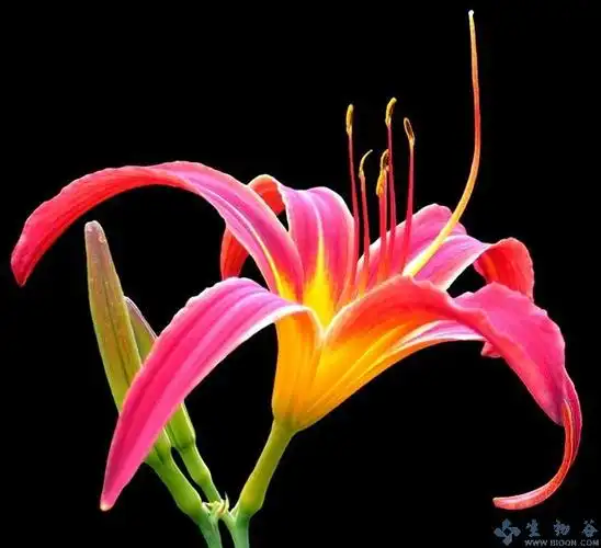 (对于紫萱的三世情缘,这个萱草再适合