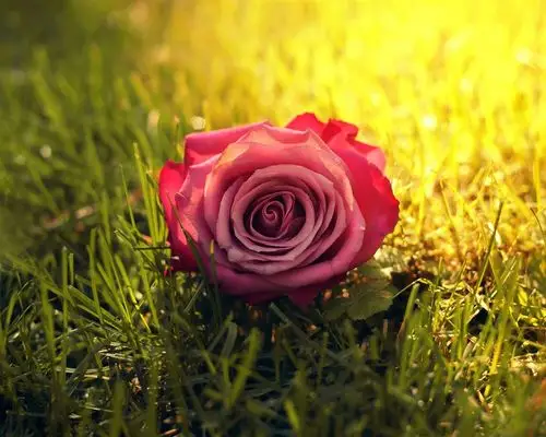 一个粉红色的玫瑰花在草地上,阳光下,阳光 壁纸 - 1280x1024