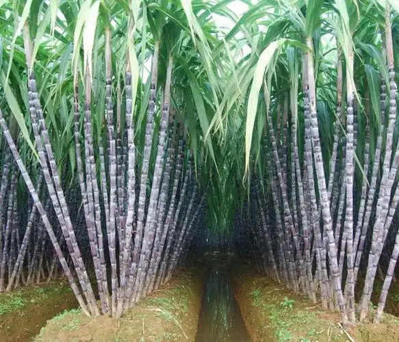 高产甘蔗种-雪原农业科技质量好-高产甘蔗种批发