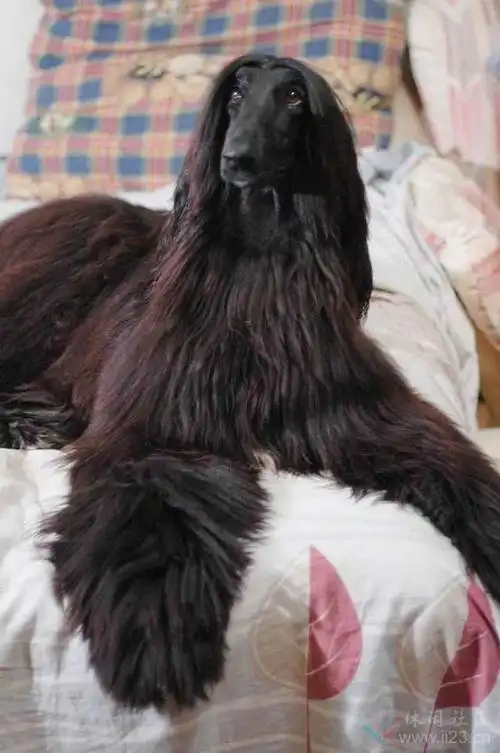 犬中之王——阿富汗猎犬