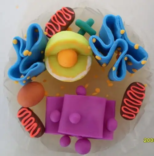 跪求一张细胞亚显微结构的橡皮泥diy照片,,,_百度知道