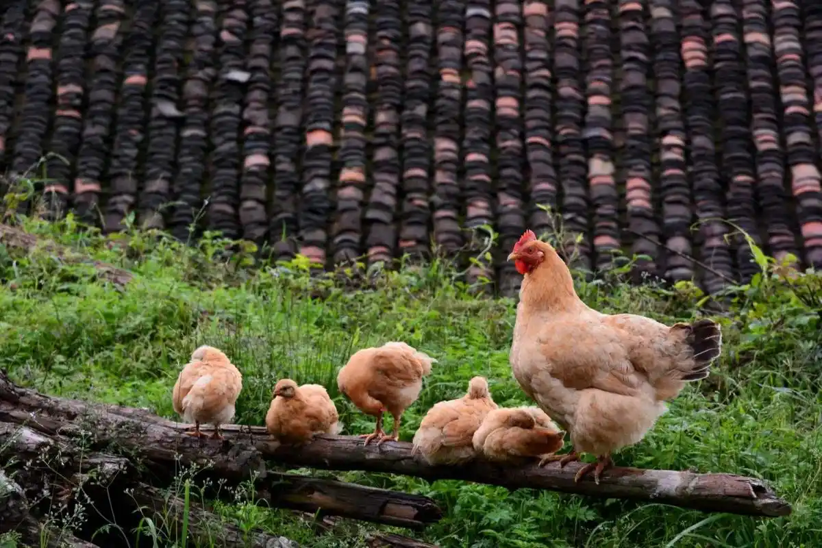 两个老母鸡妈妈,带了一群小鸡 - 抖音