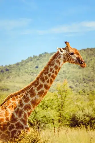 南非~长颈鹿 giraffe of south africa 生长在非洲的反刍偶蹄动物,是