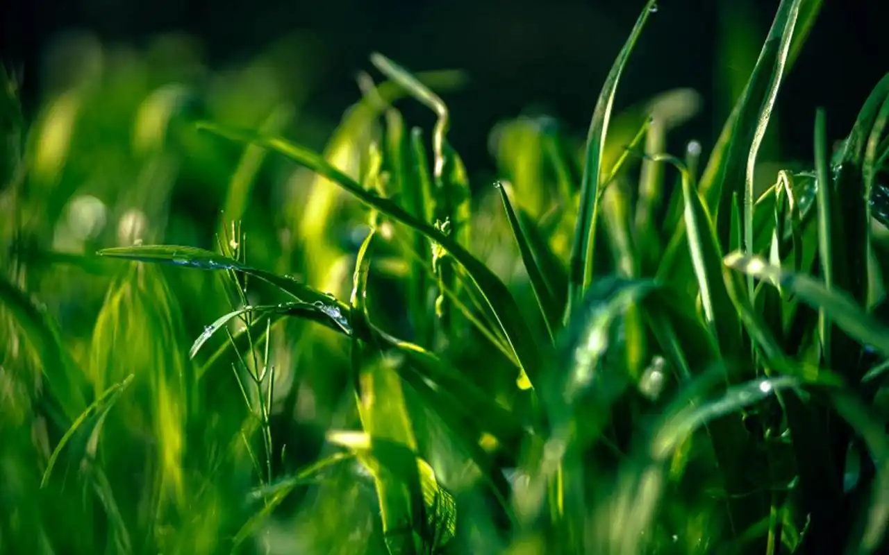 高清护眼绿色草丛图片电脑壁纸