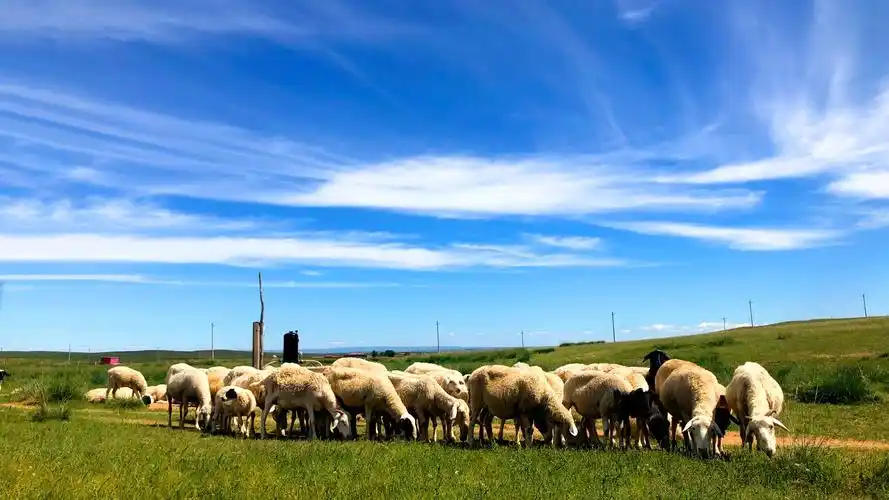 内蒙古●希拉穆仁大草原|生活篇_游记