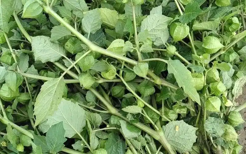 乡间无闲草用好皆是宝野生灯笼草煲水下火一起来了解下