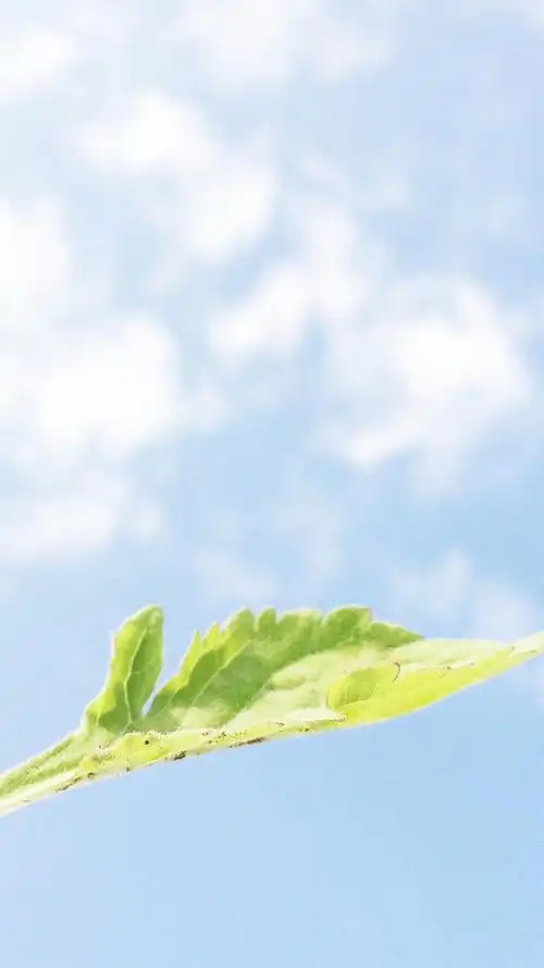 唯美小清新植物