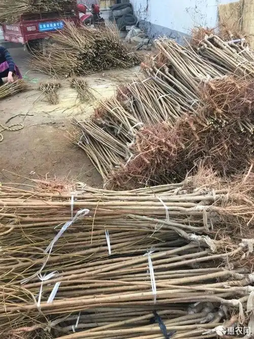 [金太阳杏树苗批发] 金太阳杏树苗 包成活包结果 可视频看货价格5.