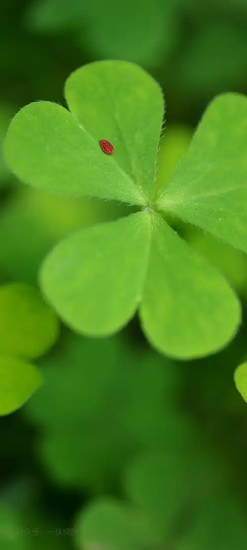 四叶草护眼手机壁纸