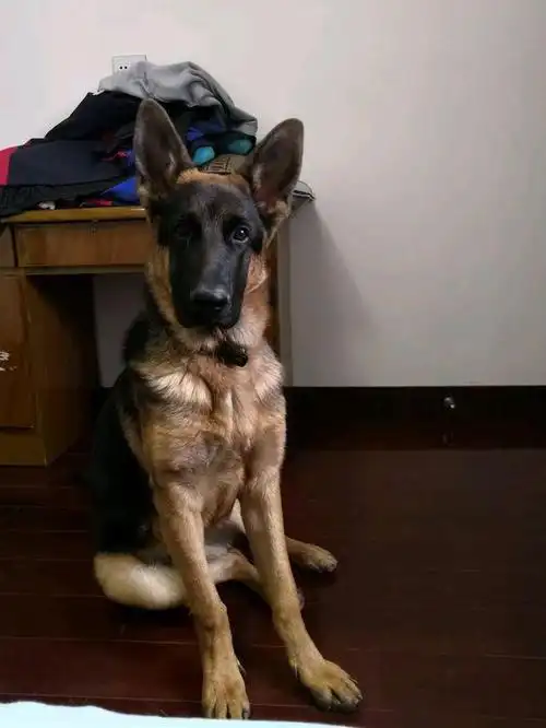 五十元买的土狗七个月后网友都说我赚大了