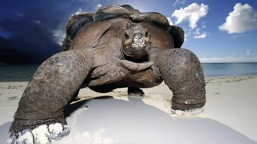 可爱乌龟图片,高清图片,电脑桌面-壁纸族