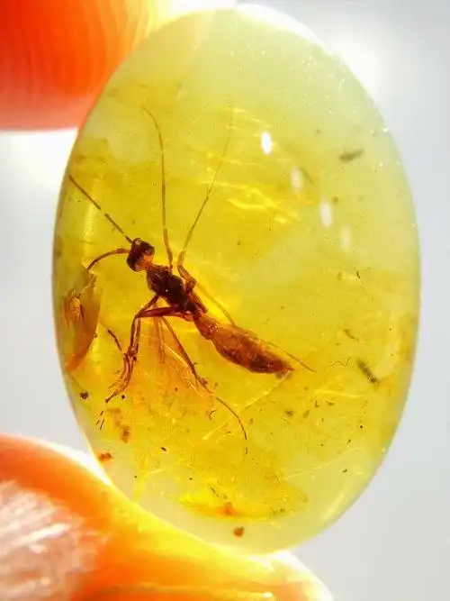 琥珀是不是化石 琥珀是玉石还是化石