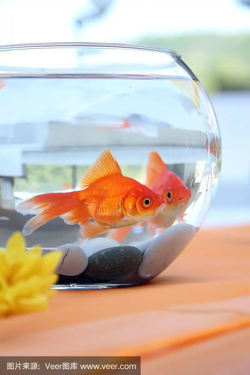 鱼缸里的金鱼.