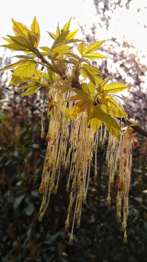 梣叶槭开花流苏飘飘(手机随拍)