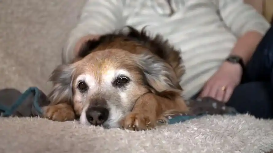 陪伴主人15年的狗狗因生病被遗弃室内食物被吃光后默默等死