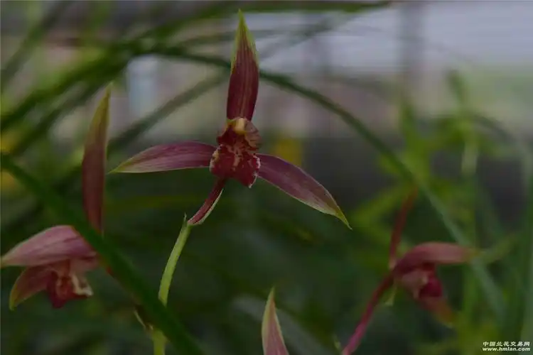 街子兰花博览会上淘到的送春新品红花