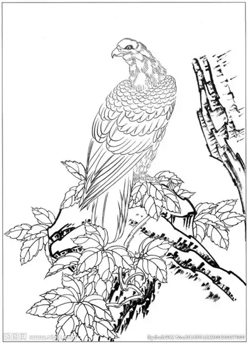 雄鹰线描素描白描国画图片