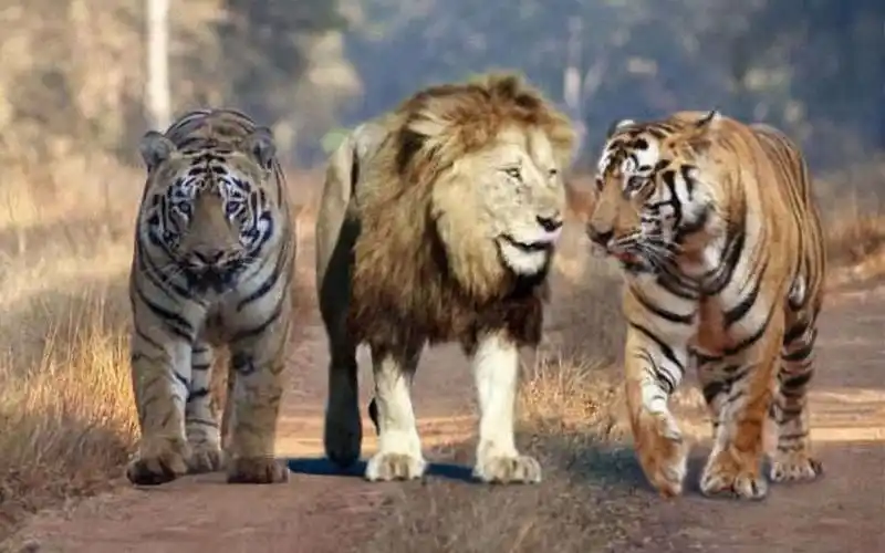 国家地理介绍老虎和狮子的体型 巴梅拉和卡特扎里客串