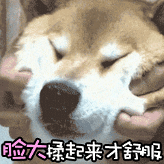 【柴犬表情包|柴犬gif微信qq表情图片大全】(2)