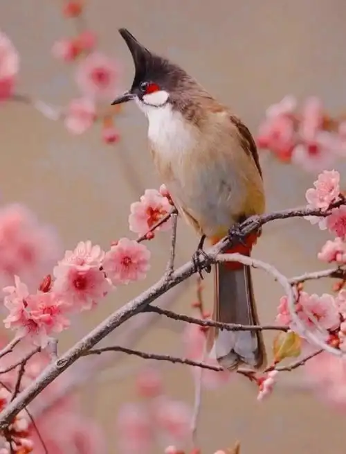 当你刷到这个喜鹊,就说明它要向你报喜啦