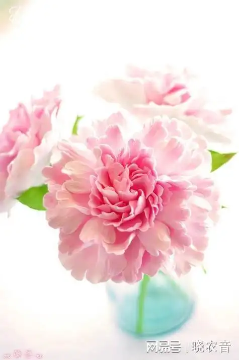 春天开粉色花朵的花卉有哪些