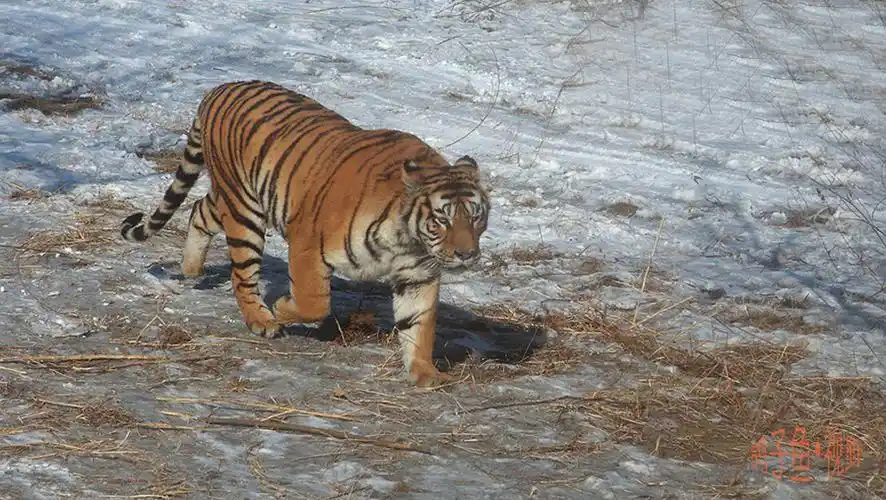 【哈尔滨东北虎林园摄影图片】纪实摄影_鸽子鱼_太平洋电脑网摄影部落
