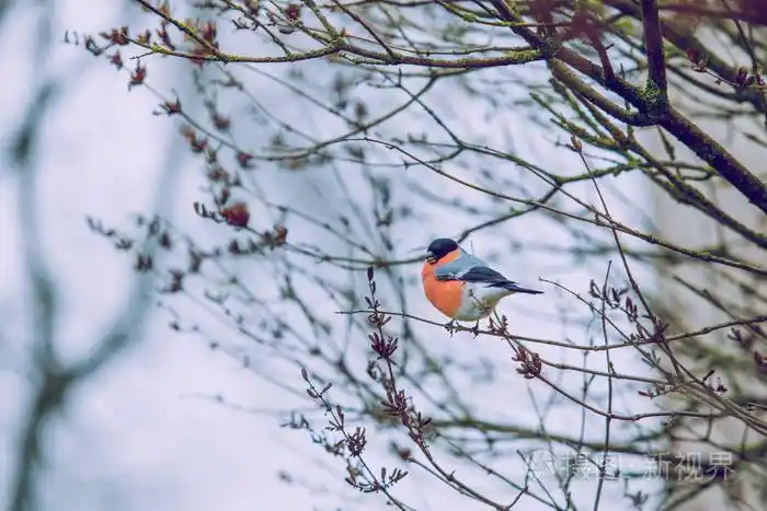 美鸟在树上自然和新鲜空气