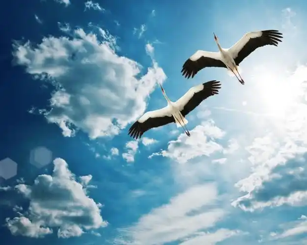 鸟两只仙鹤在天空中飞翔,云 壁纸 - 1280x1024