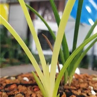 蕙兰暴力黄3#《朱金变形高艺草》子母2苗《寄养》 - 中国兰花交易网