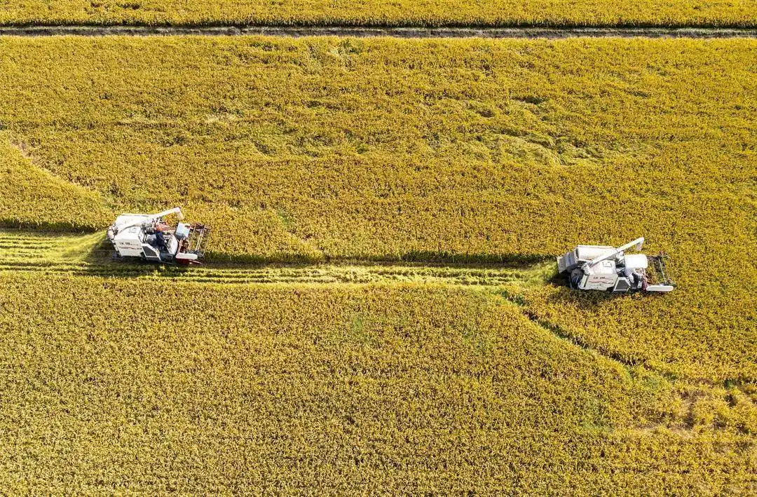 组图|江苏泰州:稻谷丰收收获忙