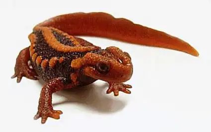 请问各位大虾这是什么动物?