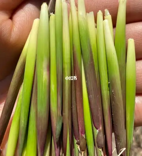 小时候回忆  又到拔茅草尖的季节,我们这叫毛咪则,你们都叫啥?