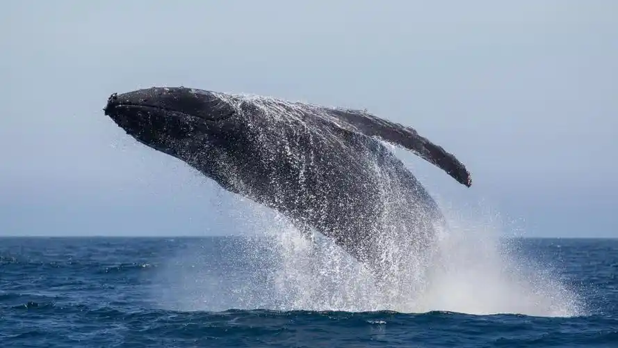 壮观的鲸鱼跳跃,高清图片,动物壁纸-回车桌面