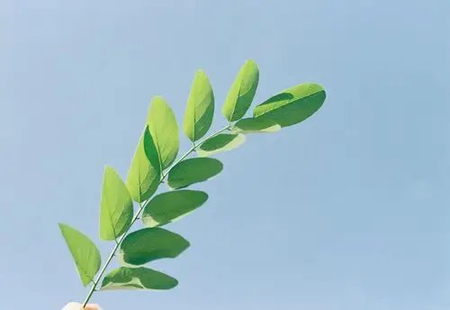 迟迟而来的夏日时光.