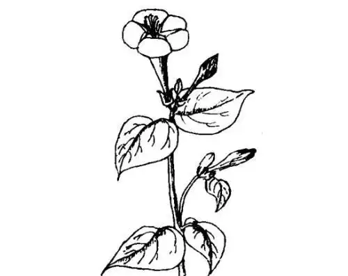 简笔画紫茉莉的视频 简笔画图片大全-普车都