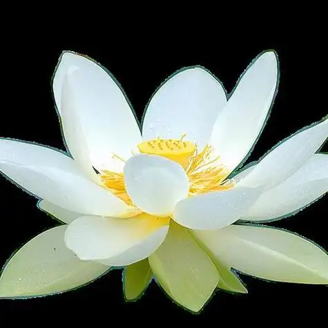 清雅淡然,荷花头像向人表达淡泊之情