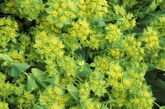 每日中药——柴胡