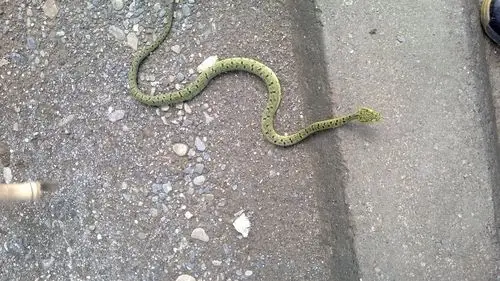 求一张地上拍到的蛇的照片