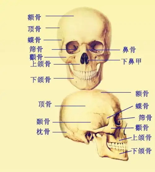 蝶骨是哪一块骨头?长什么样子?在哪个部位?
