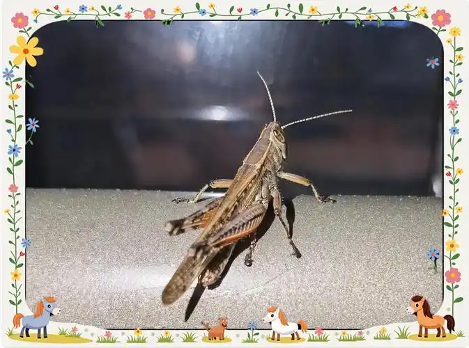 🐛蝗虫:农田的隐形敌人🌾 蝗虫,这个俗称"蚂蚱"的小家伙,其实是