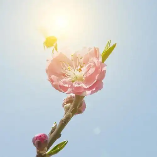 好看桃花头像图片