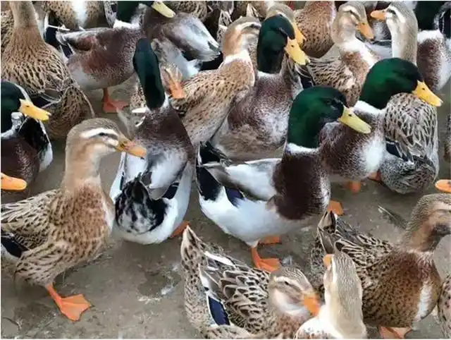 麻鸭价格破10元,青头鸭破14,养鸭业正打响家禽养殖的"反击战"