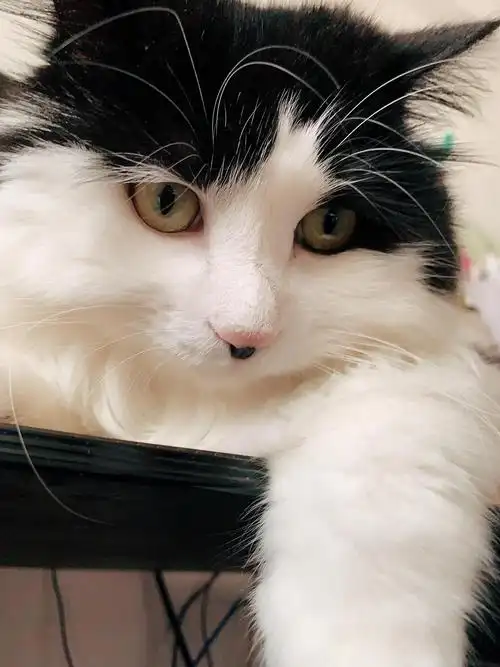 我的两只爱撒娇的小猫哦