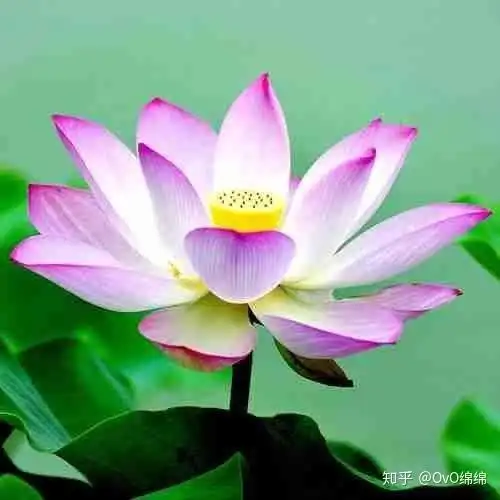 如果80年有微信那头像应该是什么样的